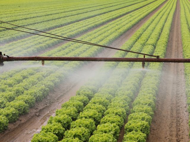 Irrigation on lettace crops